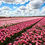 Amberdi Amsterdam Schiphol Airport