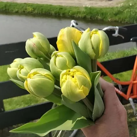 Amberdi Amsterdam Schiphol Airport 호프트도프