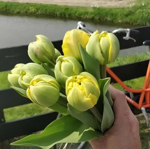 Amberdi Amsterdam Schiphol Airport ﾎｰﾌﾄﾞﾛｰﾌﾟ