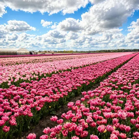 Amberdi Amsterdam Schiphol Airport